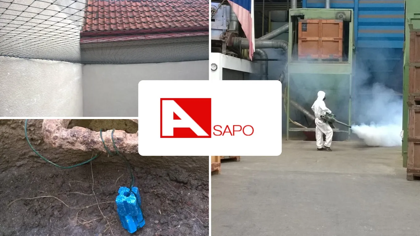 Asapo – asanace vašich prostor: deratizace a dezinfekce v praxi